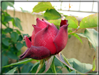 foto Rose